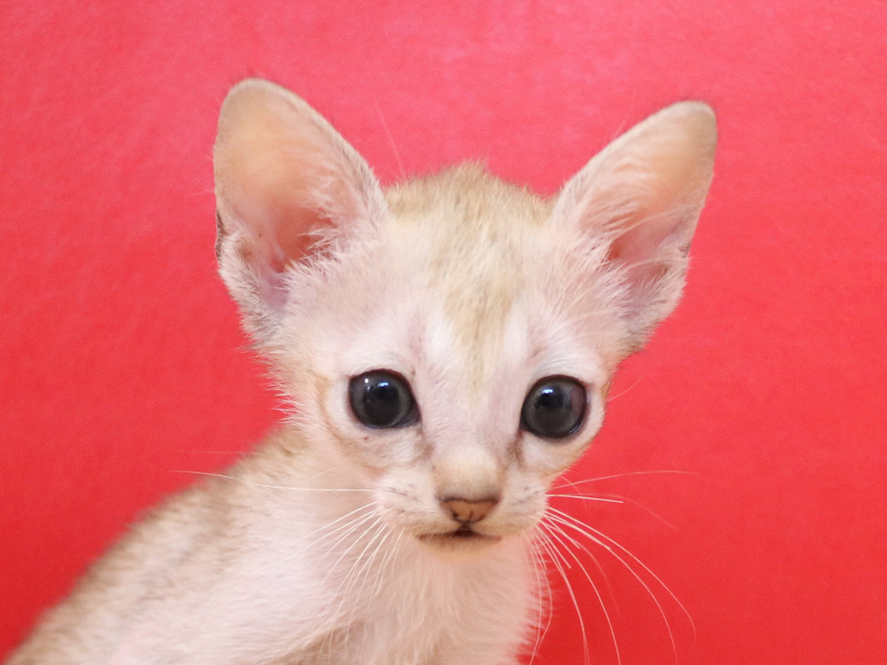 シンガプーラの子猫画像