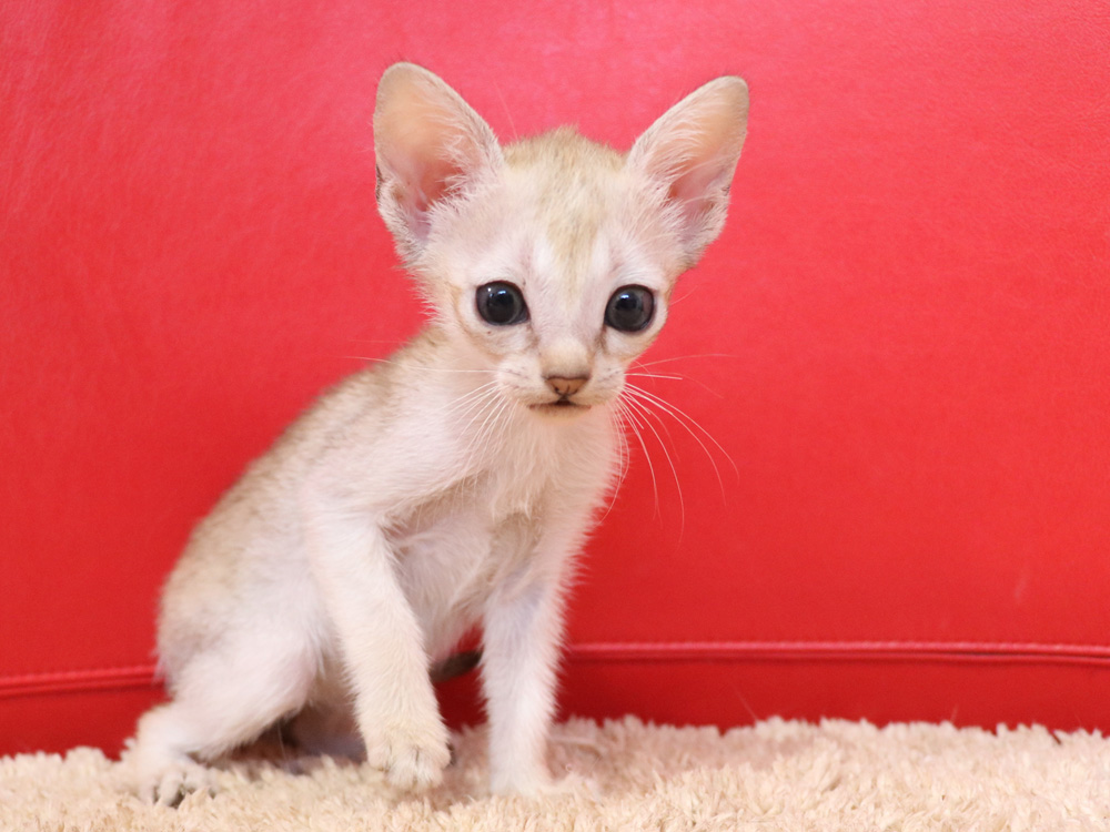 シンガプーラの子猫画像