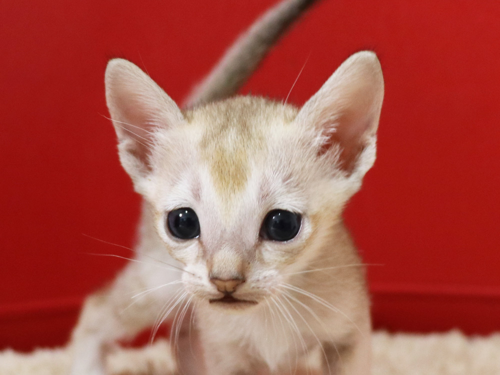 シンガプーラの子猫画像