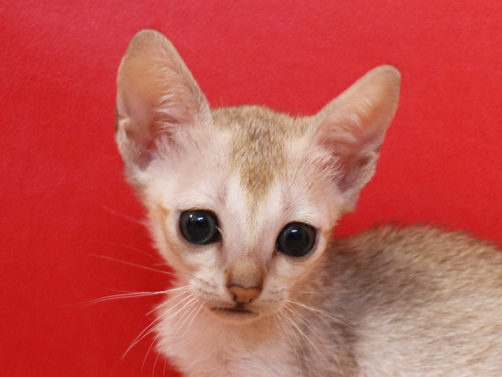 シンガプーラの子猫画像