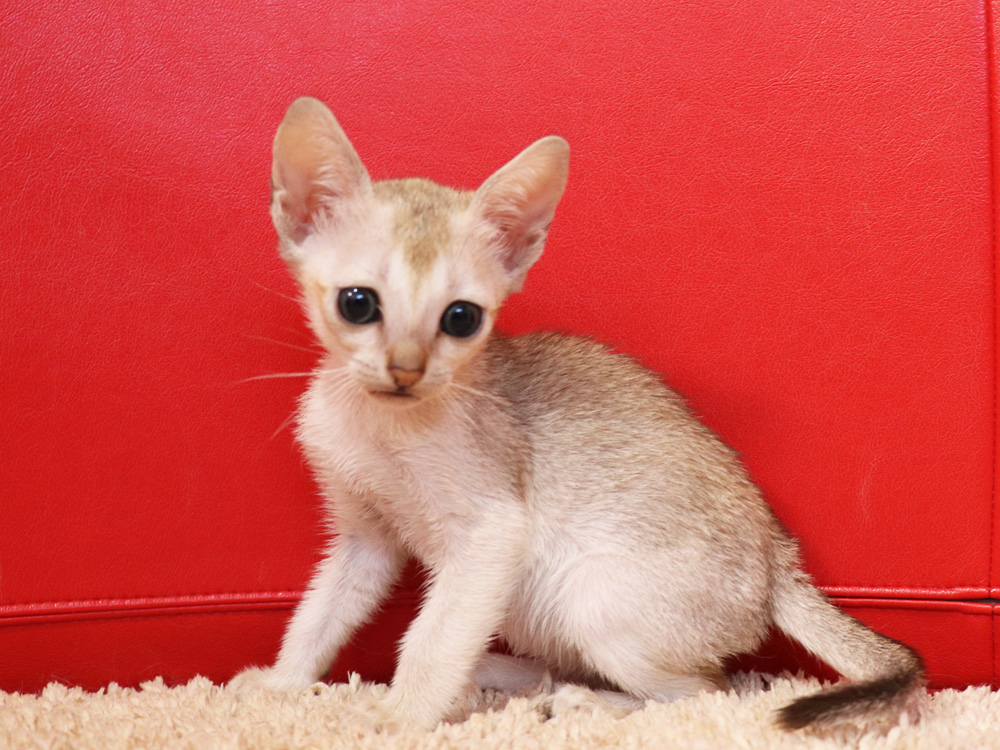 シンガプーラの子猫画像