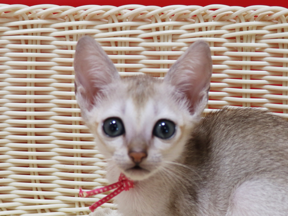 シンガプーラの子猫画像