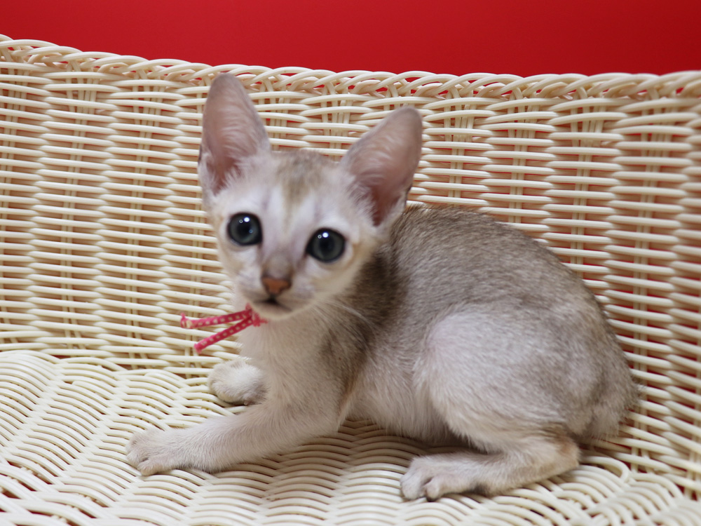シンガプーラの子猫画像