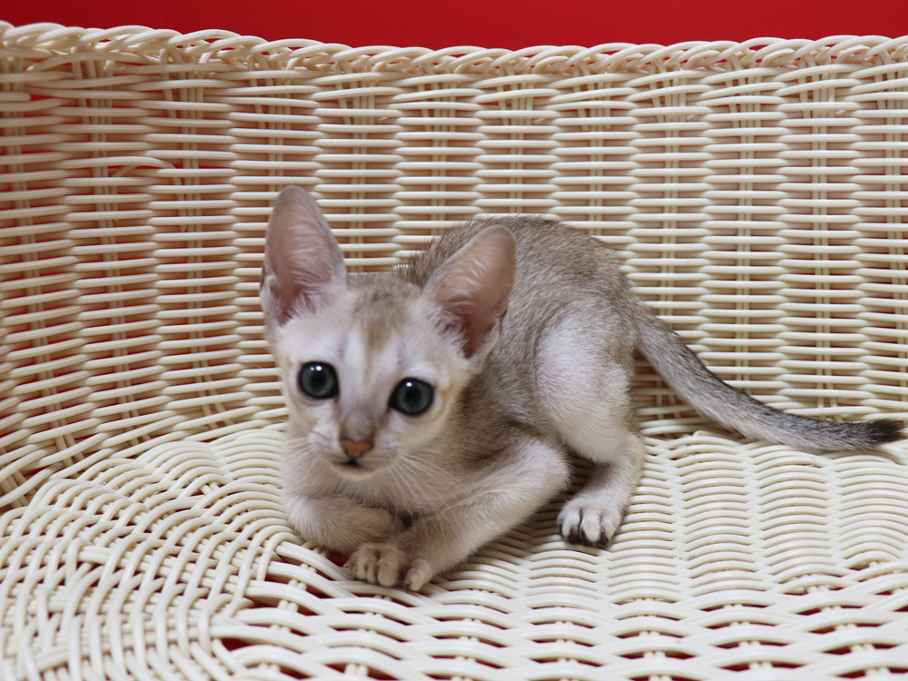 シンガプーラの子猫画像