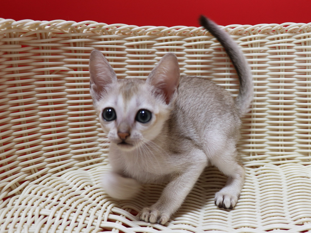 シンガプーラの子猫画像