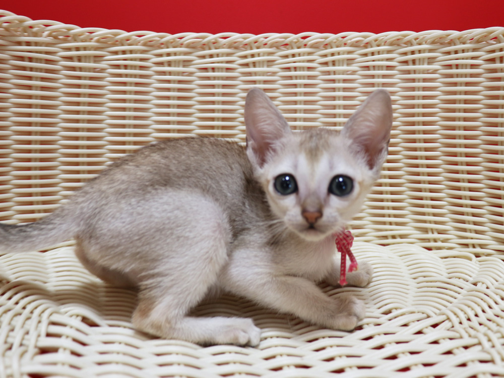 シンガプーラの子猫画像