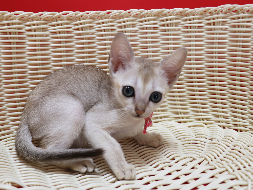 シンガプーラの子猫画像