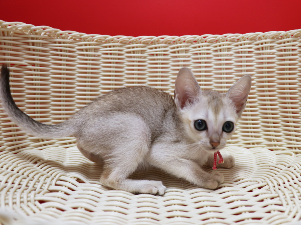 シンガプーラの子猫画像