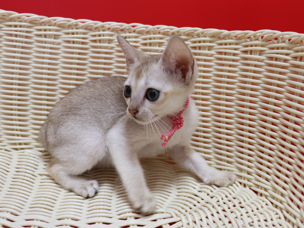 シンガプーラの子猫画像