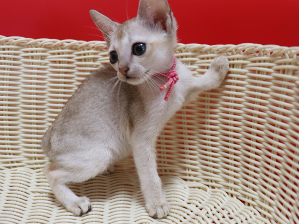シンガプーラの子猫画像