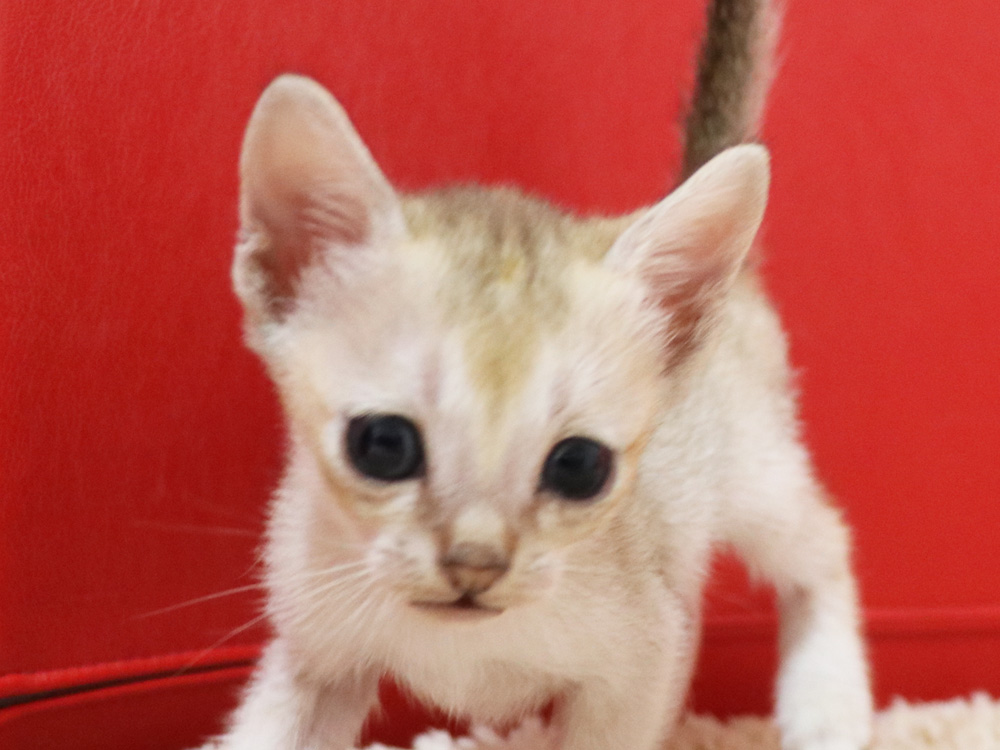 シンガプーラの子猫画像