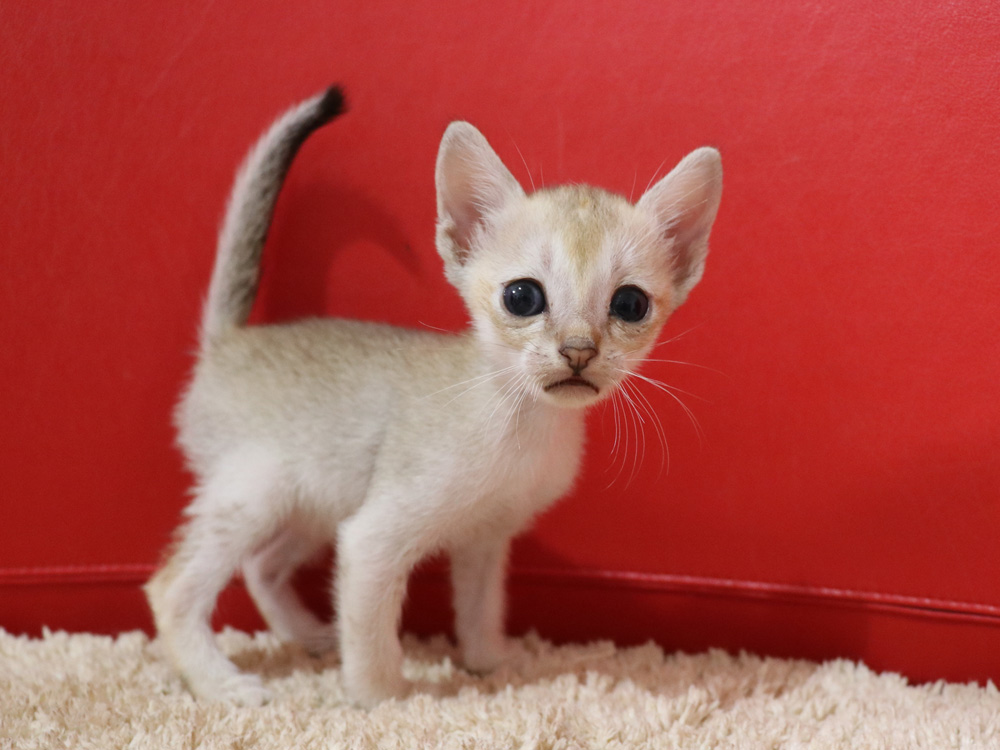 シンガプーラの子猫画像