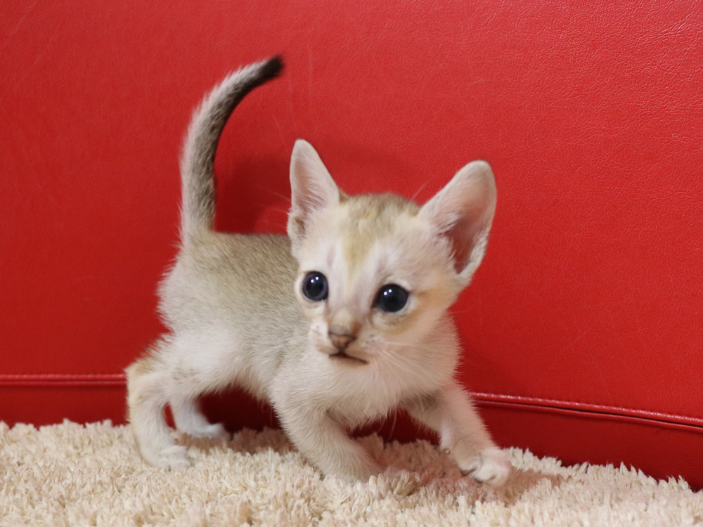 シンガプーラの子猫画像