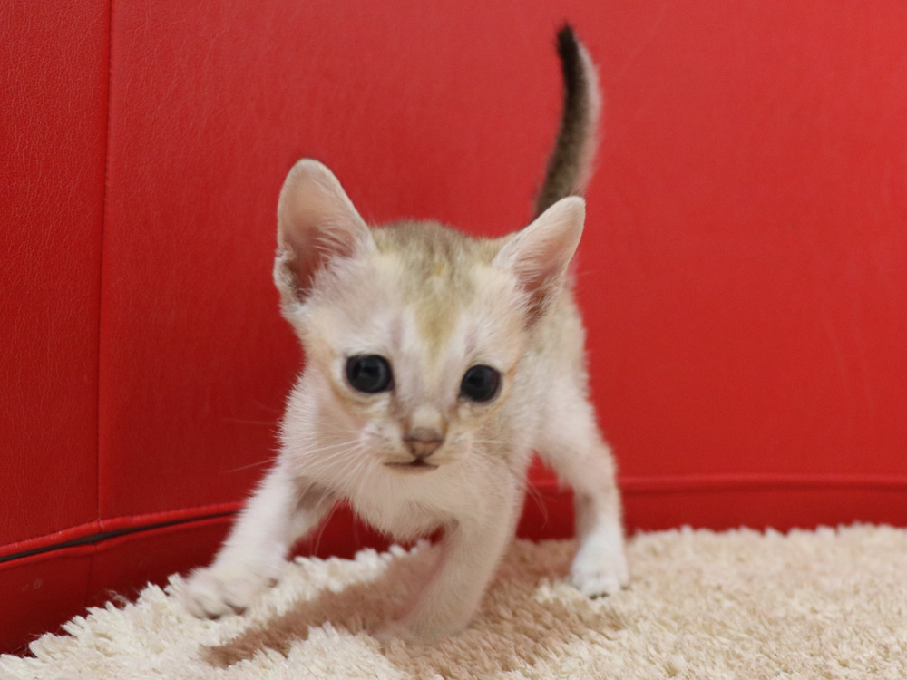 シンガプーラの子猫画像