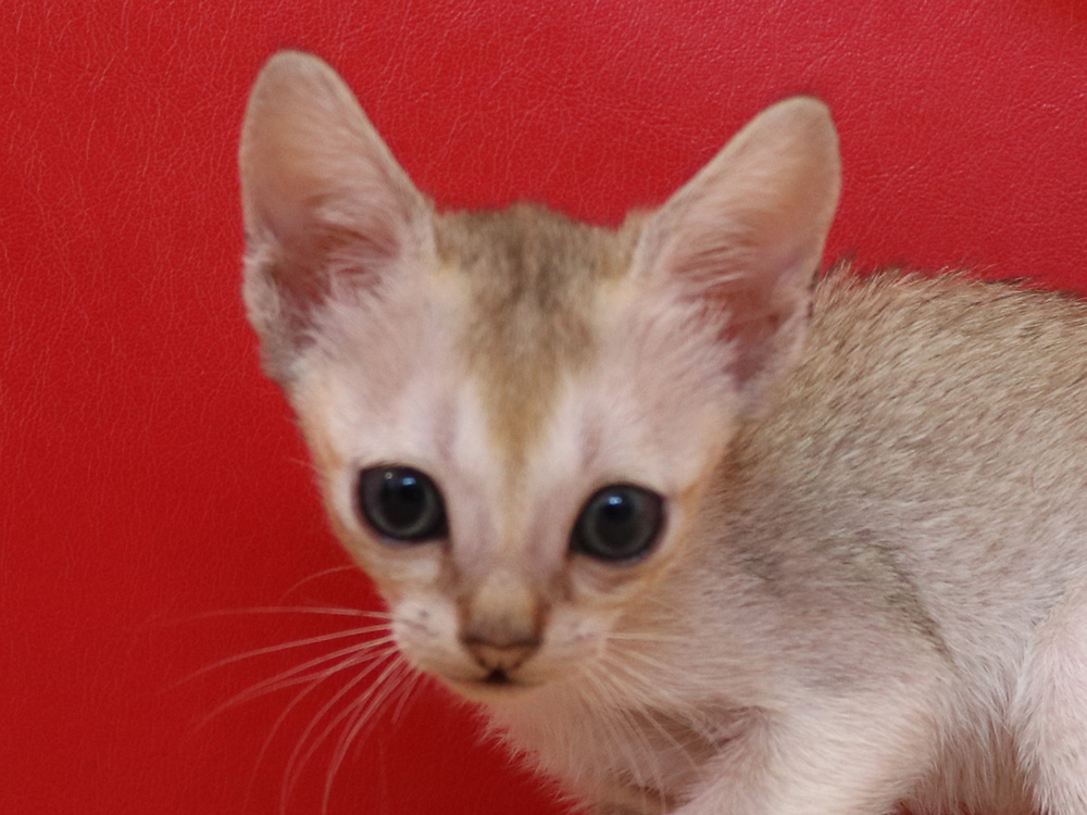 シンガプーラの子猫画像