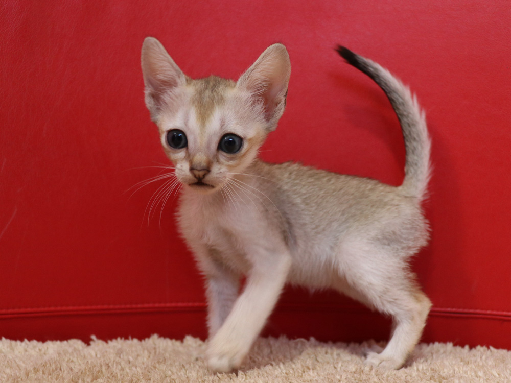 シンガプーラの子猫画像