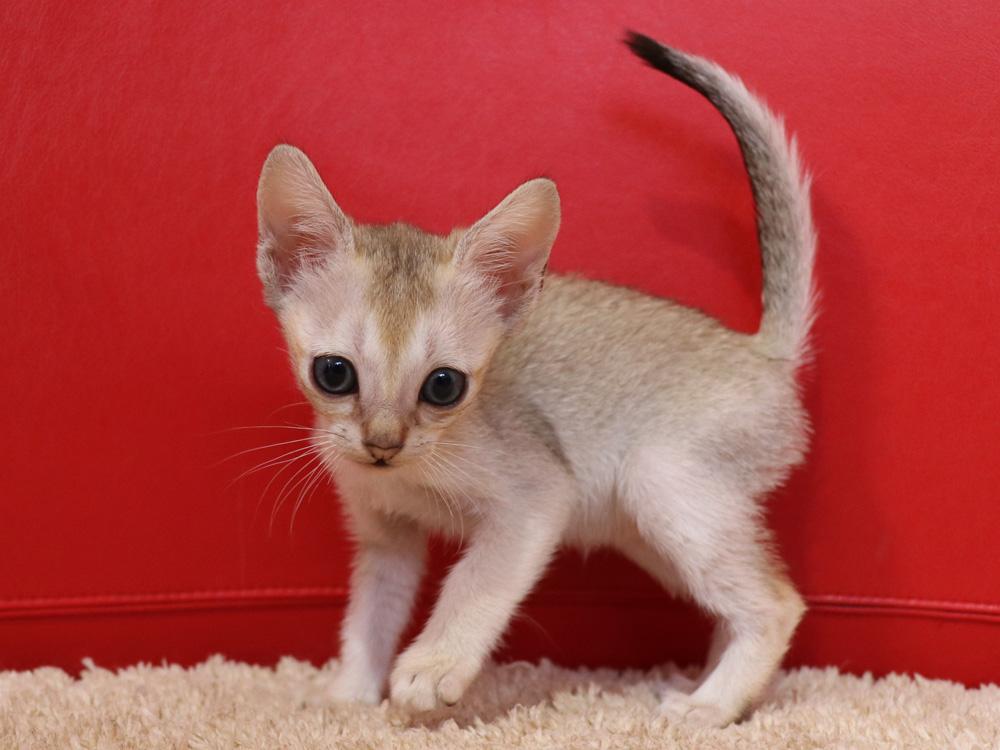 シンガプーラの子猫画像