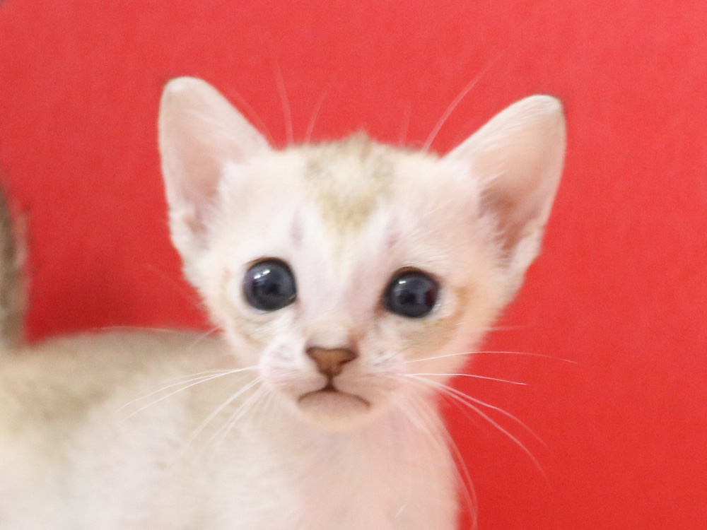 シンガプーラの子猫画像