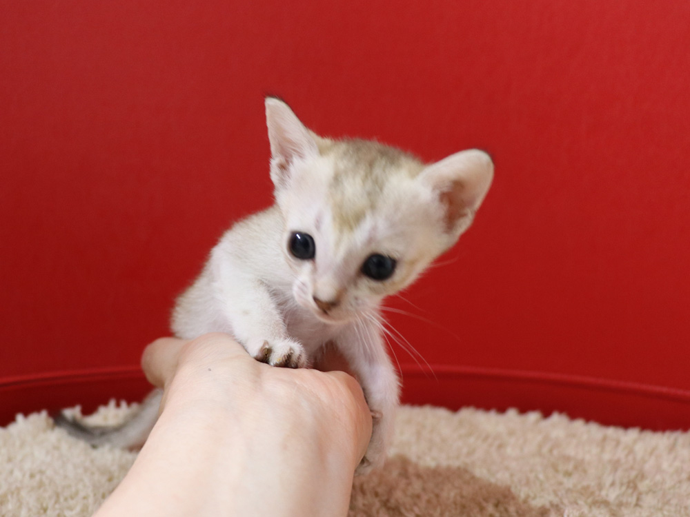 シンガプーラの子猫画像