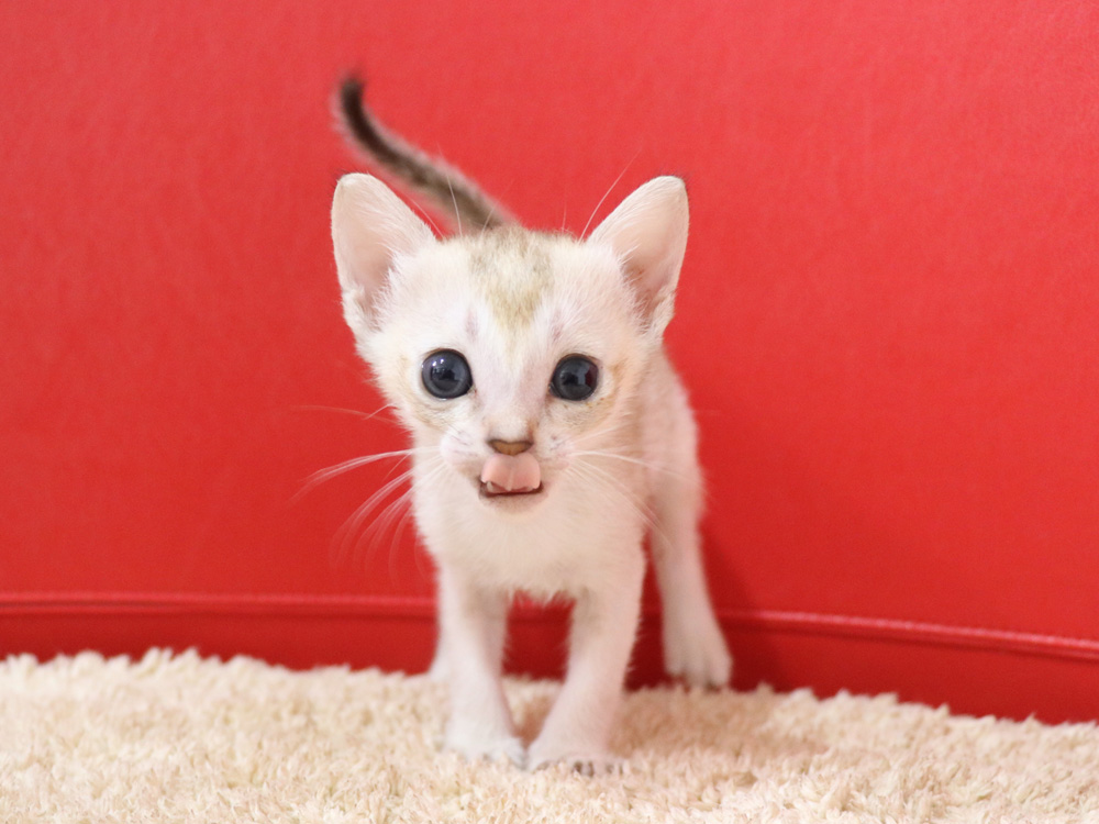 シンガプーラの子猫画像