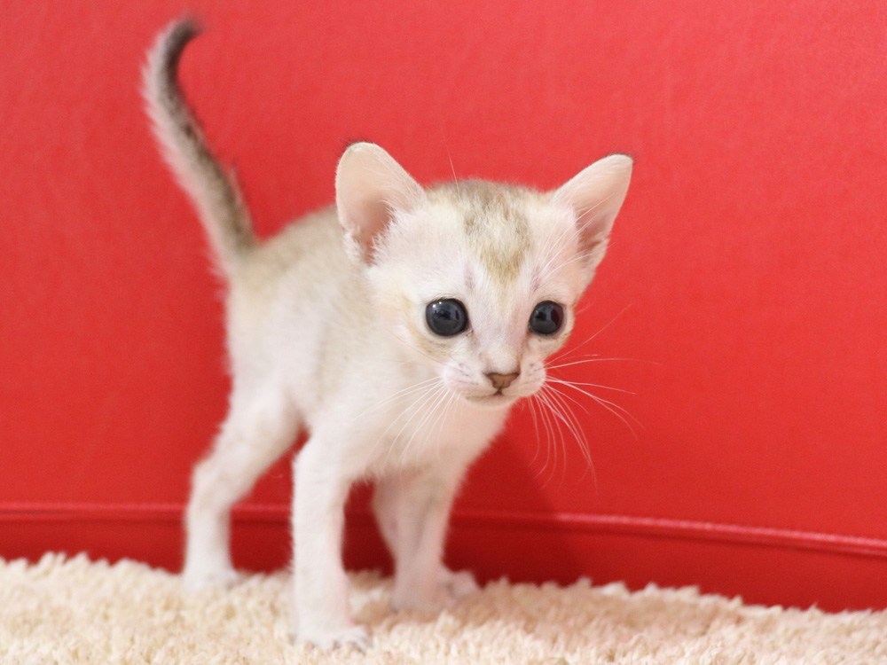 シンガプーラの子猫画像