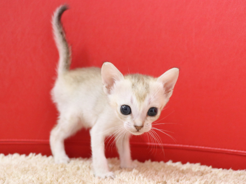 シンガプーラの子猫画像