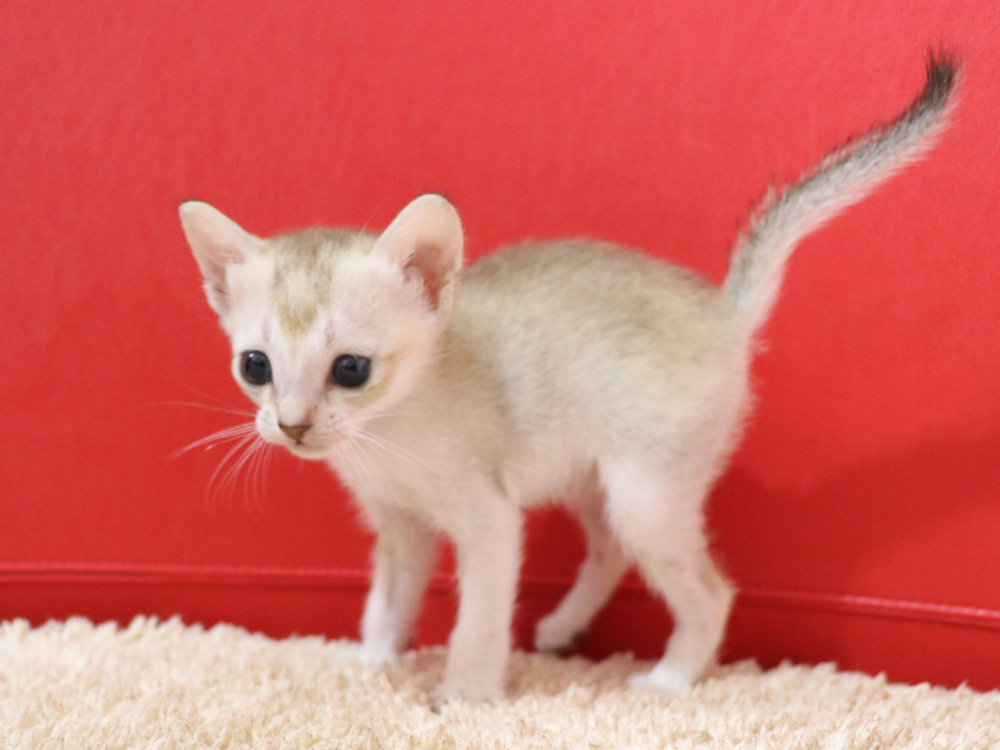 シンガプーラの子猫画像