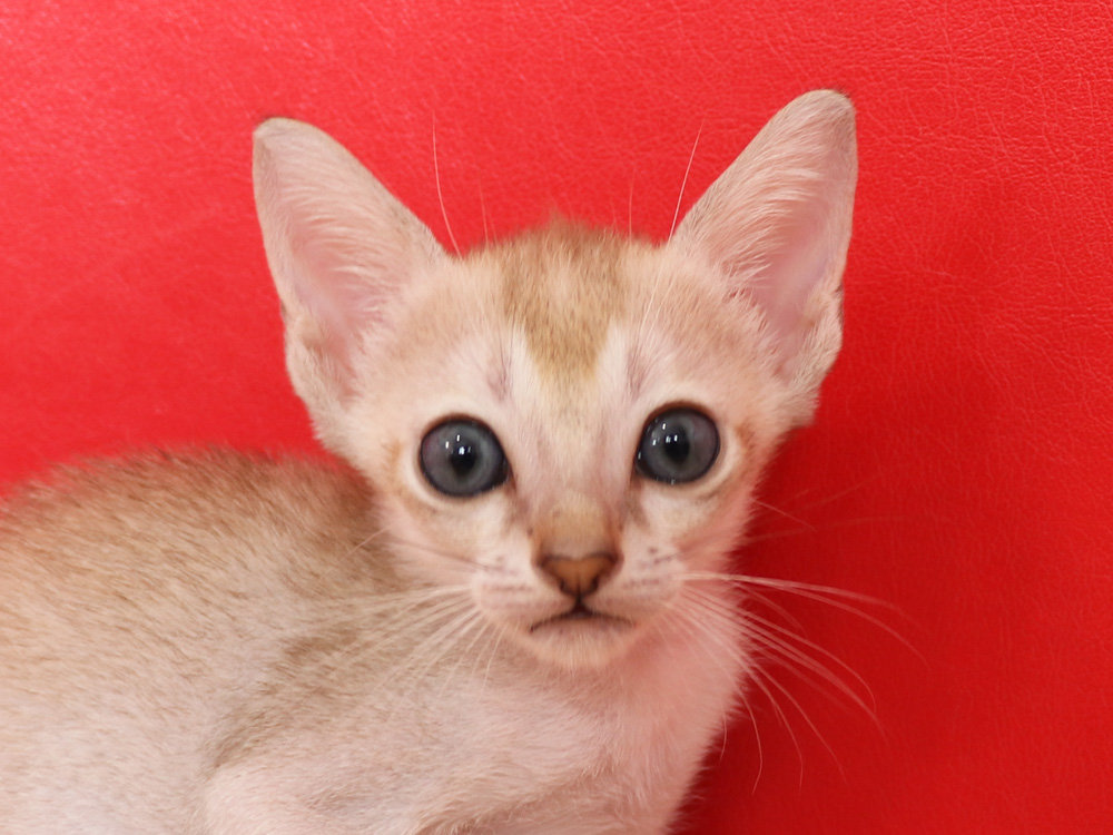 シンガプーラの子猫画像