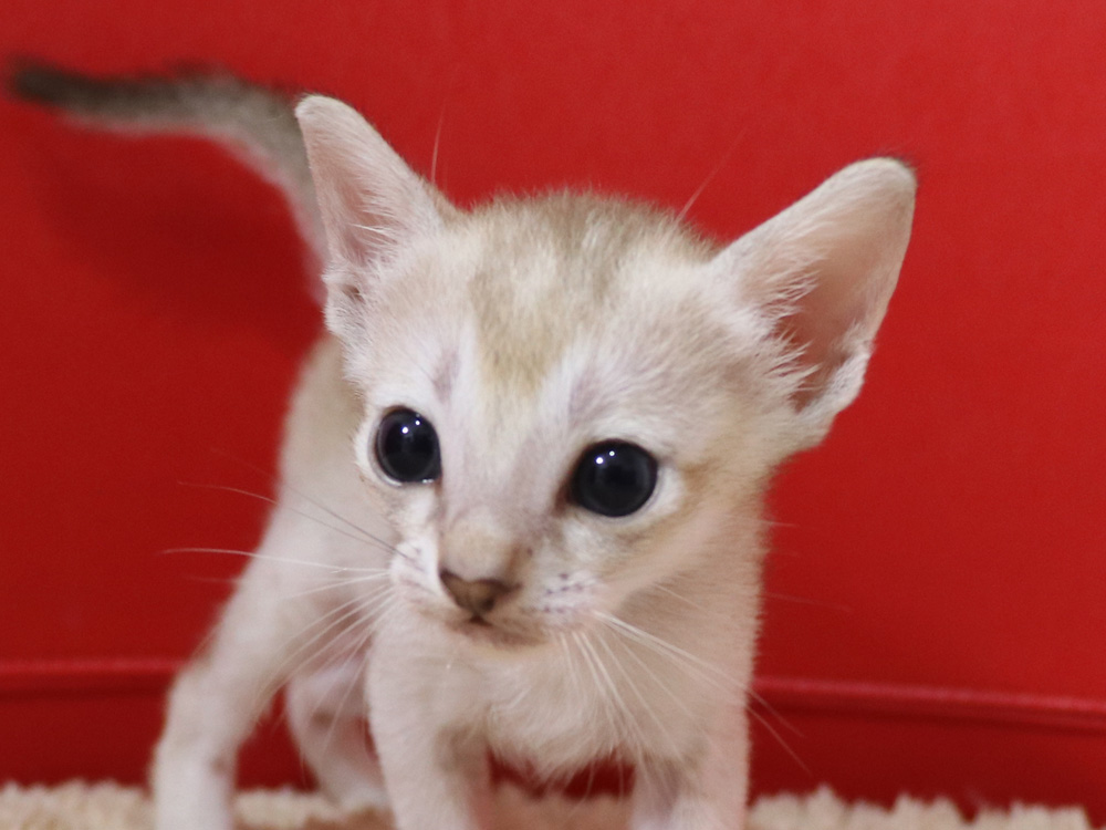 シンガプーラの子猫画像