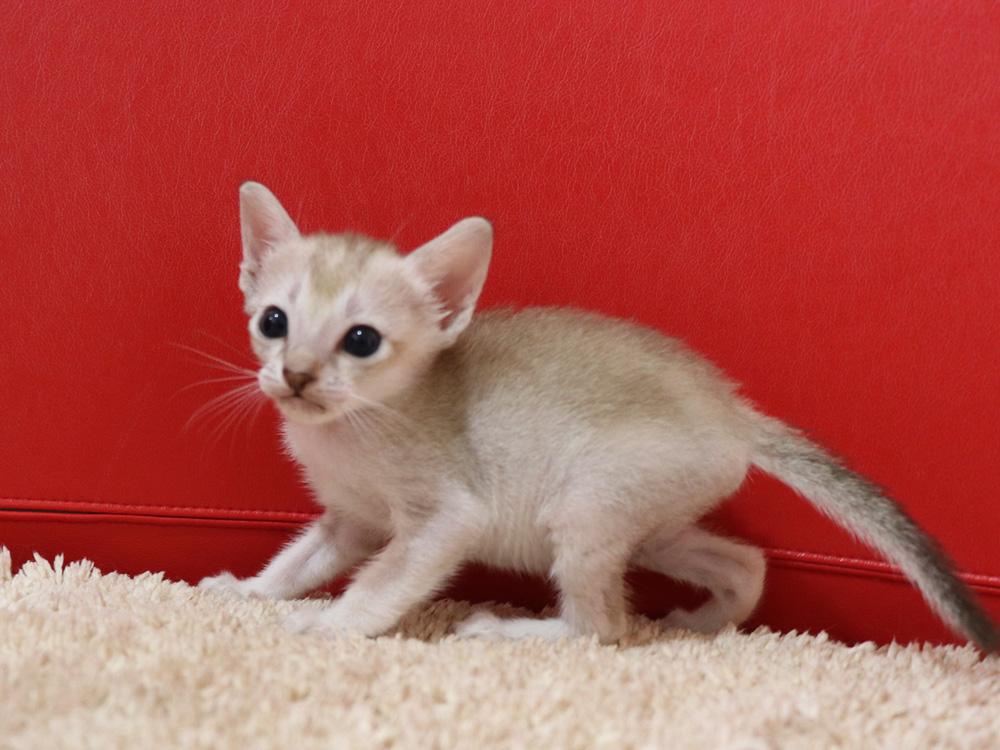 シンガプーラの子猫画像