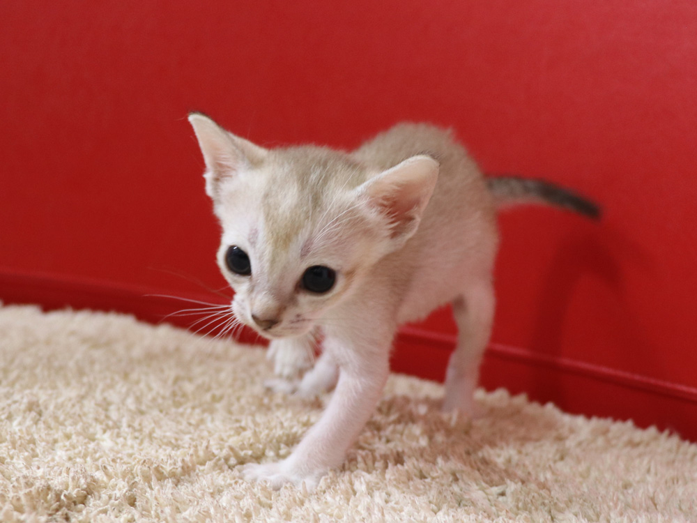 シンガプーラの子猫画像