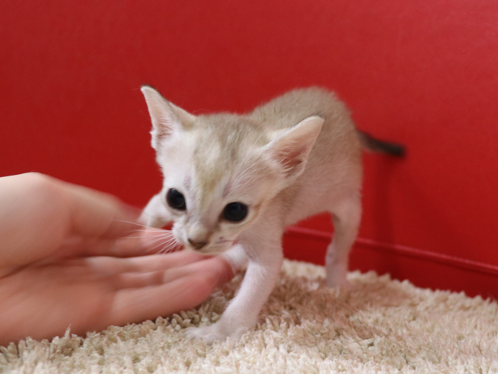 シンガプーラの子猫画像