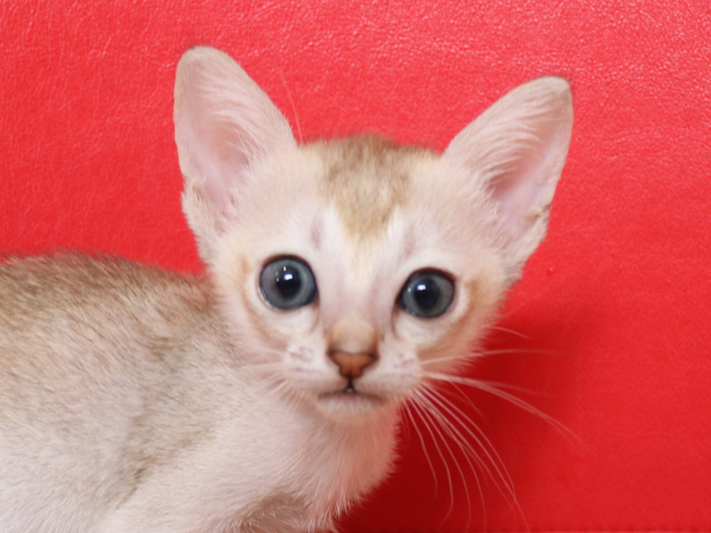 シンガプーラの子猫画像