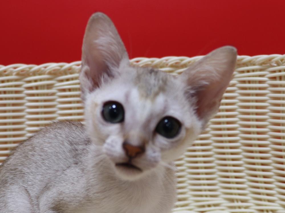 シンガプーラの子猫画像