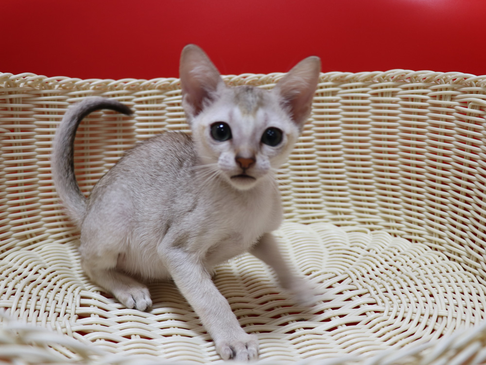 シンガプーラの子猫画像