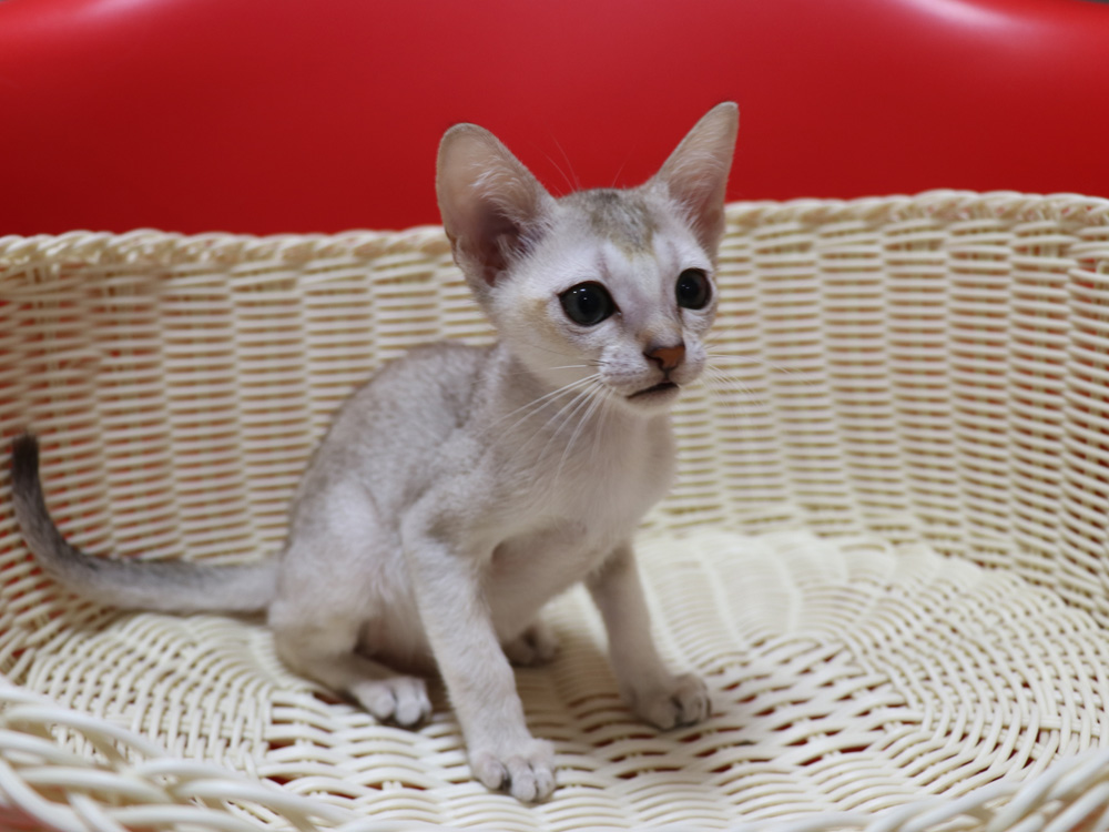シンガプーラの子猫画像
