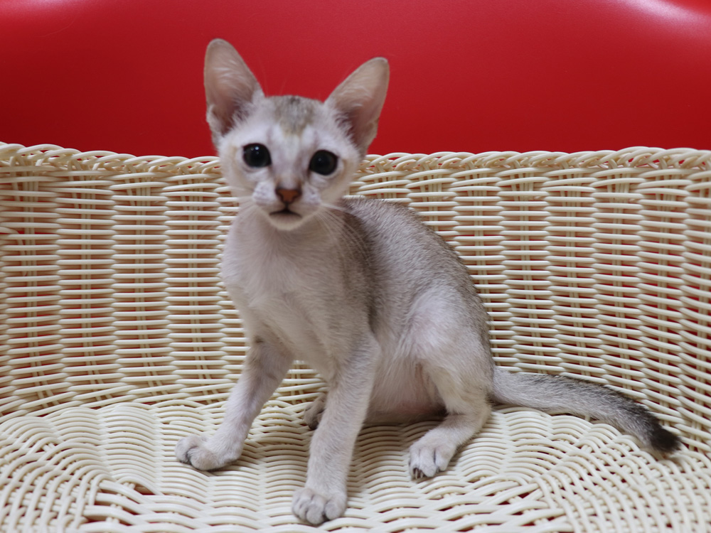 シンガプーラの子猫画像