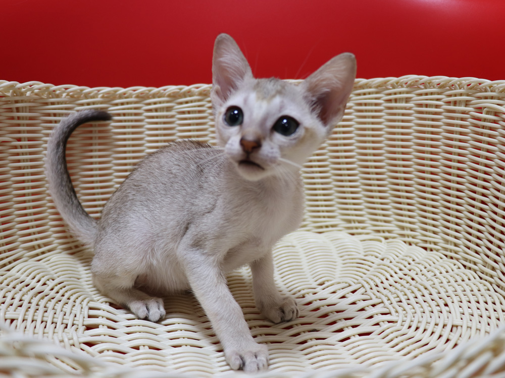 シンガプーラの子猫画像