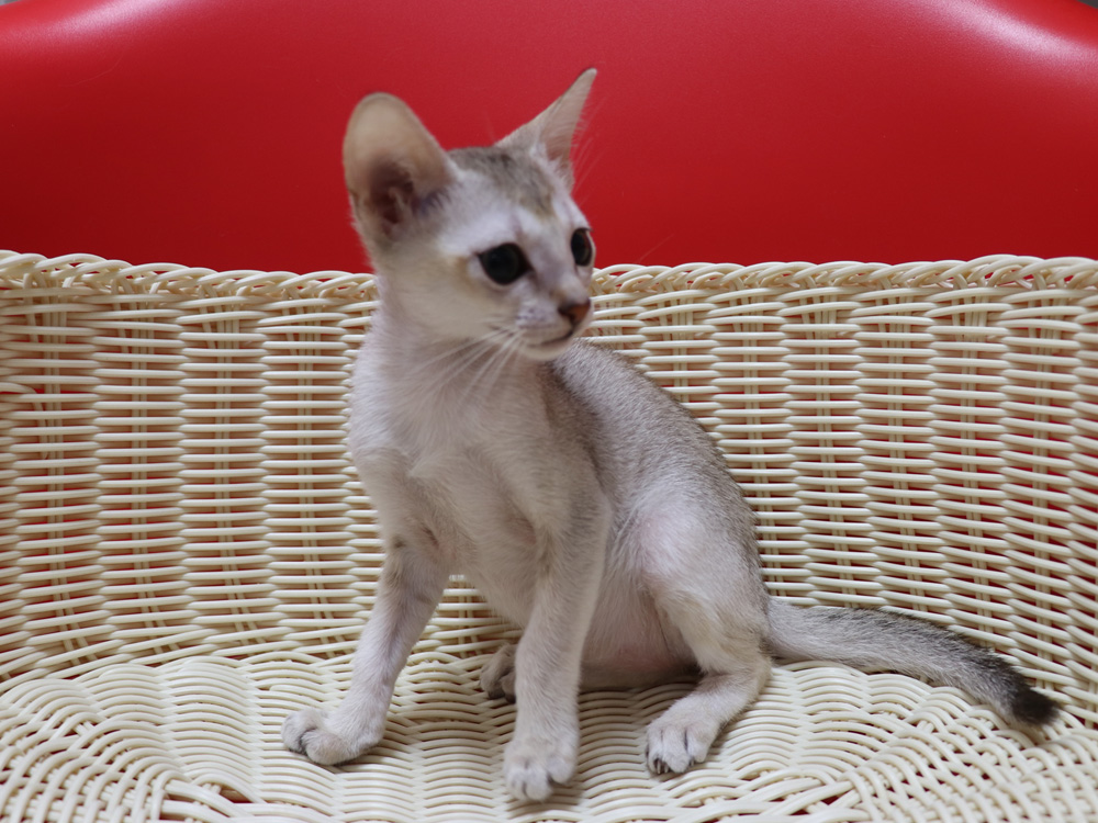 シンガプーラの子猫画像