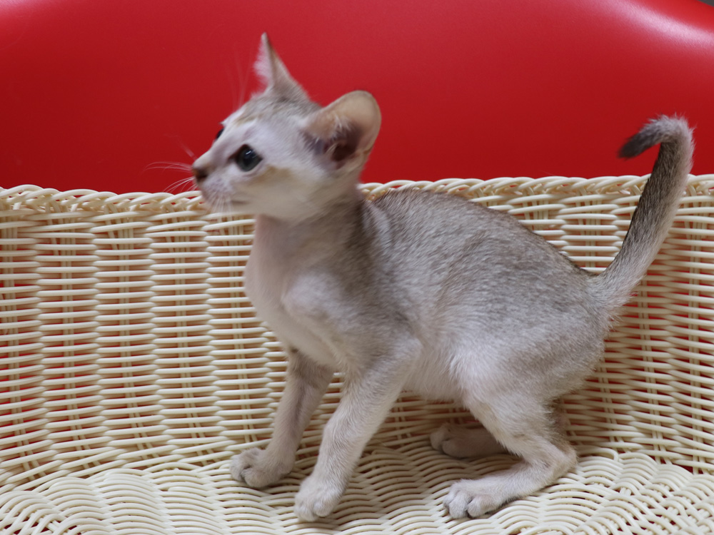 シンガプーラの子猫画像