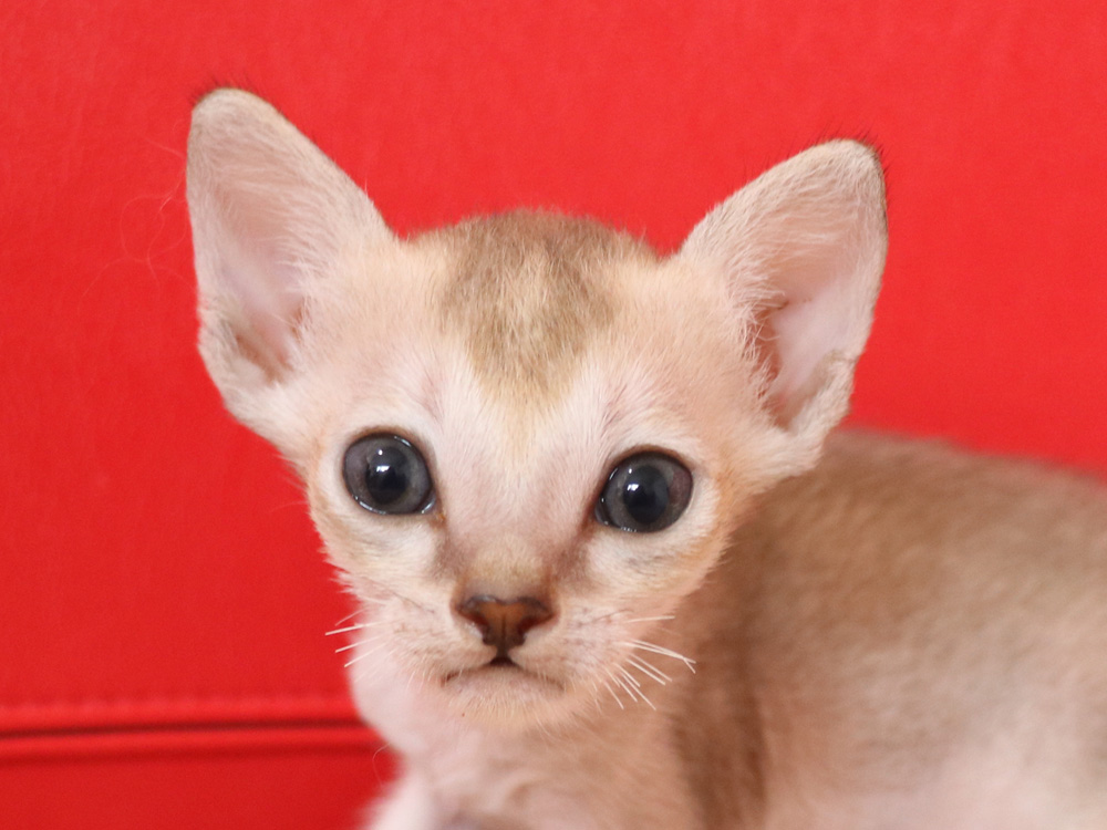 シンガプーラの子猫画像