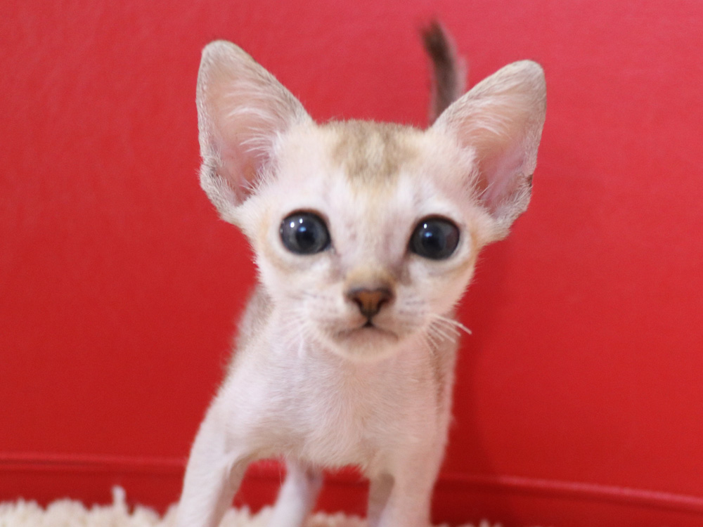 シンガプーラの子猫画像