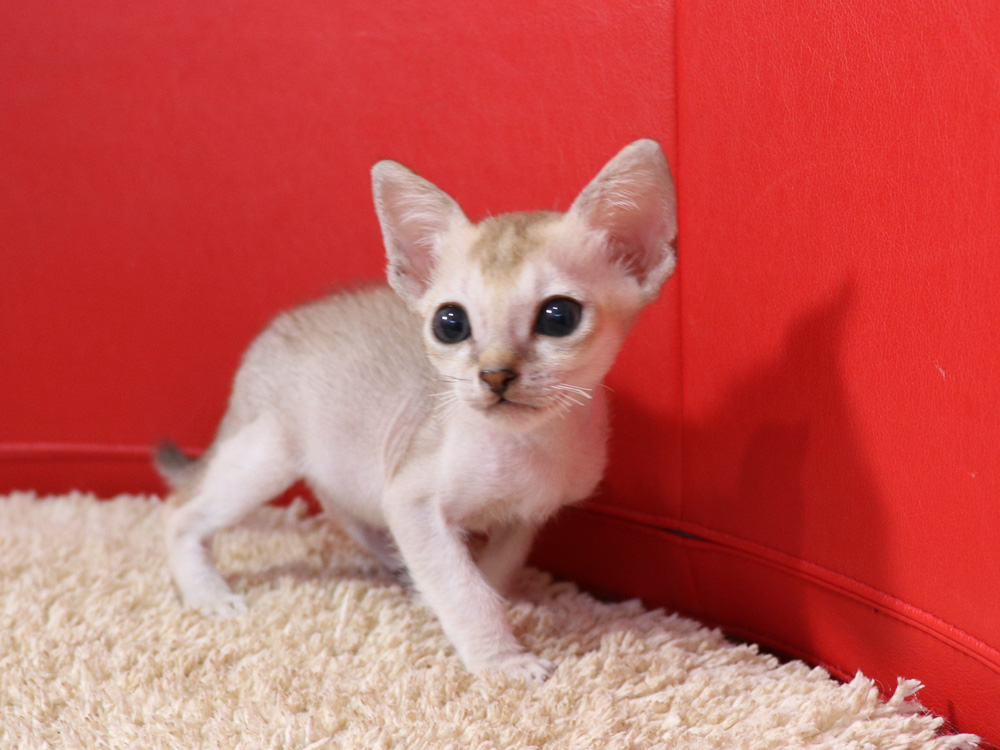 シンガプーラの子猫画像