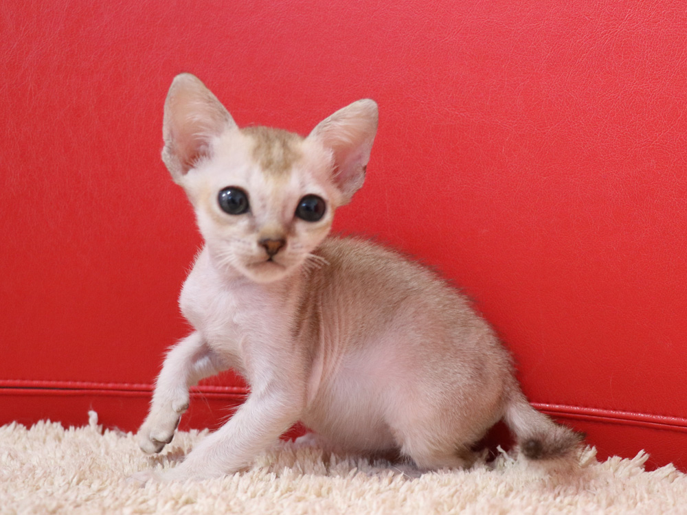 シンガプーラの子猫画像