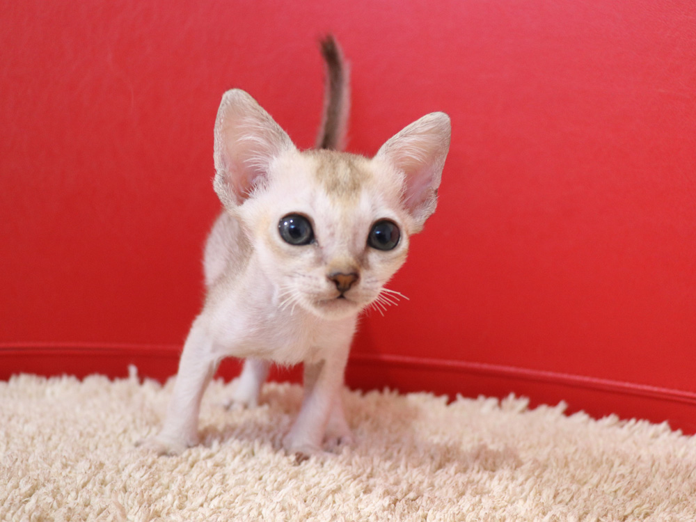 シンガプーラの子猫画像