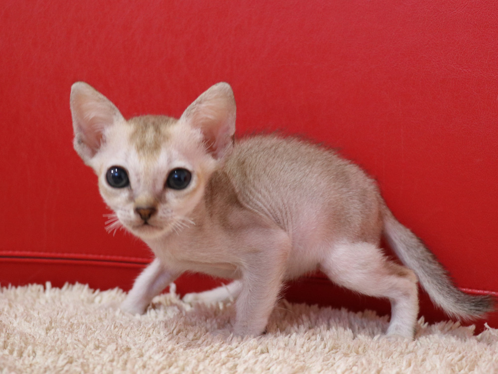 シンガプーラの子猫画像