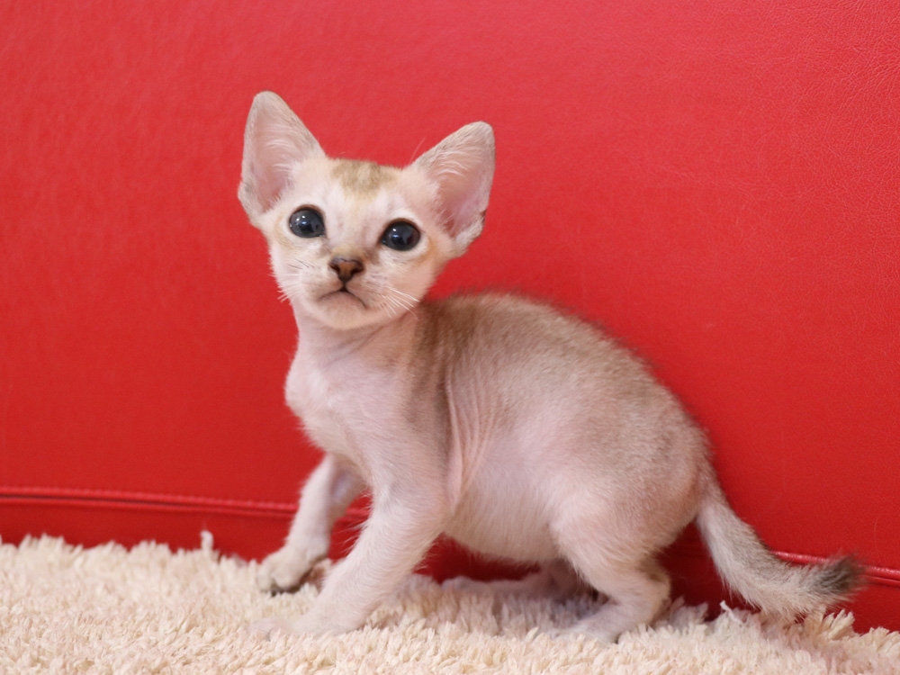 シンガプーラの子猫画像