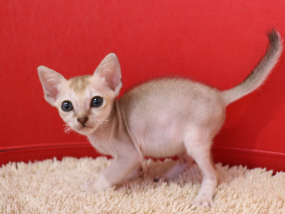 シンガプーラの子猫画像