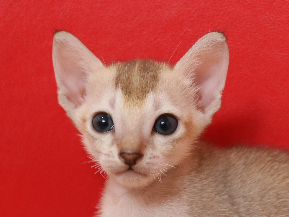 シンガプーラの子猫画像