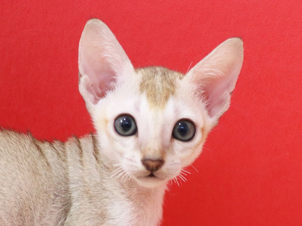 シンガプーラの子猫画像